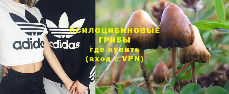 закладки  Райчихинск  ссылка на мегу как войти  Псилоцибиновые грибы Magic Shrooms 